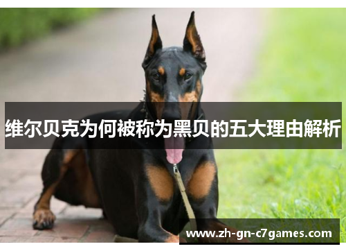 维尔贝克为何被称为黑贝的五大理由解析